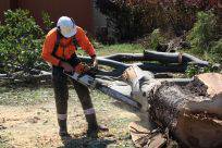 Full Tree Service & Stump Removal - LBG 0