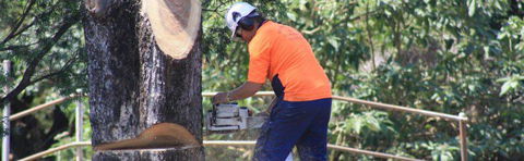 Full Tree Service & Stump Removal - LBG 1