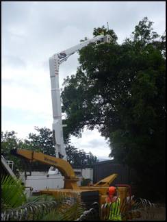 Bee Wasp Removal Cairns QLD LBG