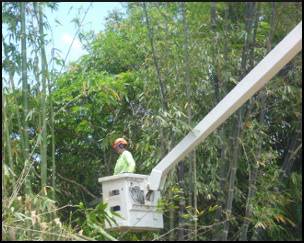 Tree Arrangements - LBG 1