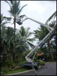 Tree Arrangements - LBG 2