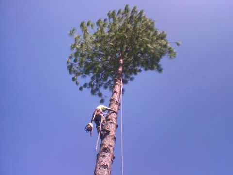 NQ Tree Lopping - LBG 2