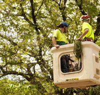 Paradise Tree Services - LBG