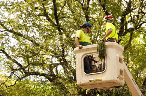 Paradise Tree Services - LBG 0