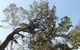 Paradise Tree Services - thumb 1
