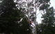 A1 Tree Service NSW Pty Ltd - thumb 1