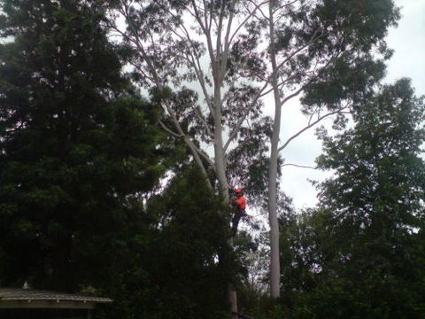 A1 Tree Service NSW Pty Ltd - LBG 1