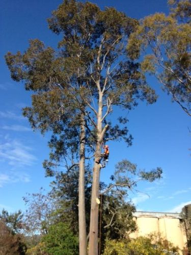 A1 Tree Service NSW Pty Ltd - LBG 6