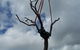 Treesafe Australia - thumb 1