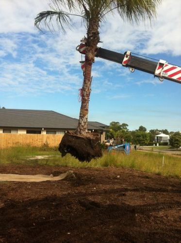 Treesafe Australia - LBG 2