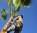 Complete Tree Management - LBG 2