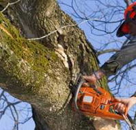 Lennox Head Tree Care - LBG