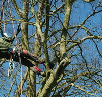 Richmond Valley Tree Services - LBG