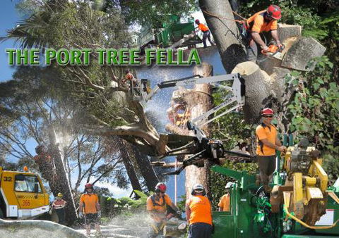 Port Tree Fella - LBG 1