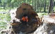 Port Tree Fella - thumb 2