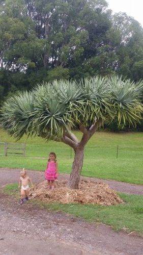West Woombye QLD LBG