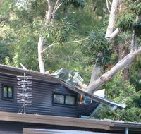John Henry Tree Services - LBG