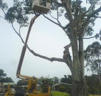 D  M Tree Services - LBG