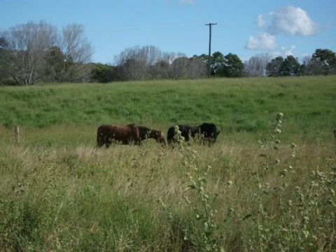 Gin Gin Country Realty - LBG 3