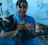 Proserpine Vet Surgery - LBG