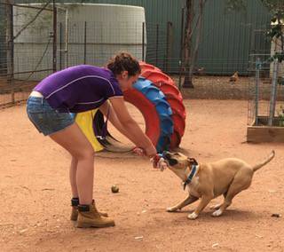 Dog Cat Clipping Washing Grooming Dubbo NSW LBG