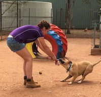 Pinecrest Boarding Kennels  Cattery - LBG