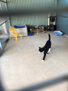 Pinecrest Boarding Kennels & Cattery - LBG 3