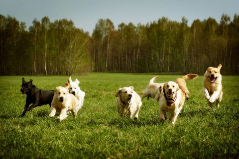 Merooka Boarding Cattery & Kennel - LBG 1