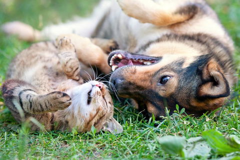 Merooka Boarding Cattery & Kennel - LBG 3