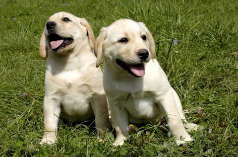 Merooka Boarding Cattery & Kennel - LBG 4