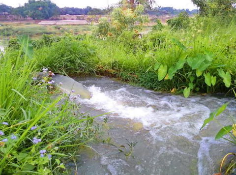 Taree Pumps & Irrigation - LBG 0