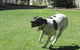 Blackwater Veterinary Surgery & Boarding Kennels - thumb 0