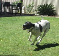Blackwater Veterinary Surgery  Boarding Kennels - LBG