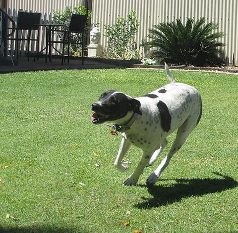 Blackwater Veterinary Surgery & Boarding Kennels - LBG 0