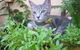 Blackwater Veterinary Surgery & Boarding Kennels - thumb 1