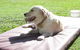 Blackwater Veterinary Surgery & Boarding Kennels - thumb 2