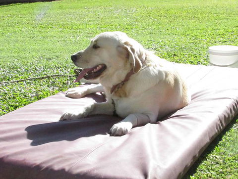 Blackwater Veterinary Surgery & Boarding Kennels - LBG 2