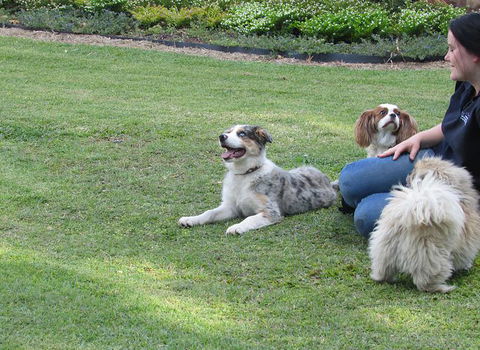 Blackwater Veterinary Surgery & Boarding Kennels - LBG 3