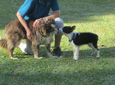 Blackwater Veterinary Surgery & Boarding Kennels - LBG 4