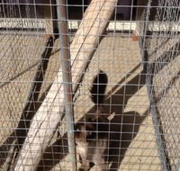 Kireena Park Boarding Kennels - LBG