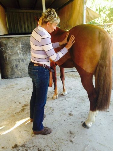 Penny Grov Equine Sports Body Worker & Laser Therapist - LBG 1