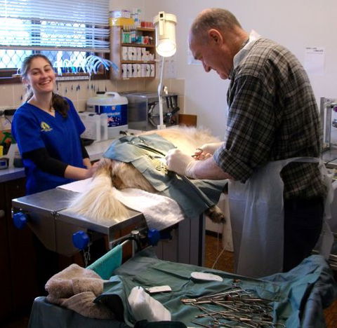 Westlakes Vet Hospital - LBG 2