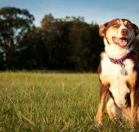 Fletcher Veterinary Practice - LBG