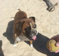Diamond Beach Veterinary Clinic - LBG