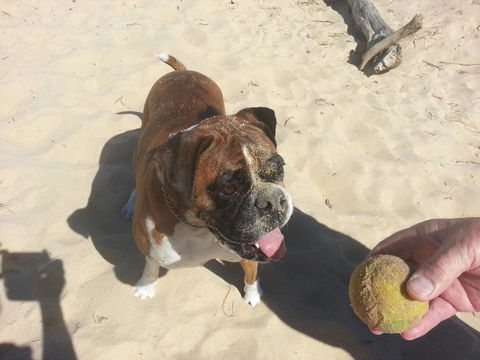 Diamond Beach Veterinary Clinic - LBG 0