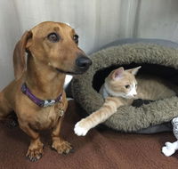 Helensburgh Veterinary Clinic - LBG