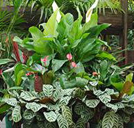 Total Gardens - LBG