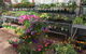 Alice Springs Nursery - thumb 0