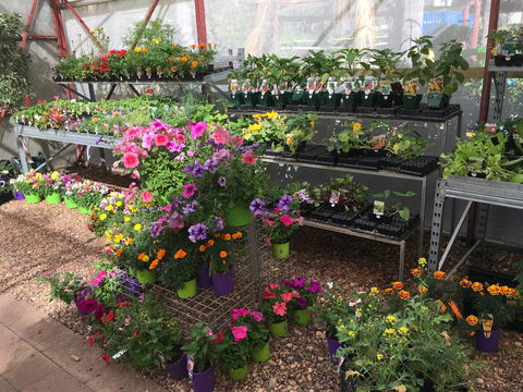 Alice Springs Nursery - LBG 0