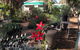 Alice Springs Nursery - thumb 2